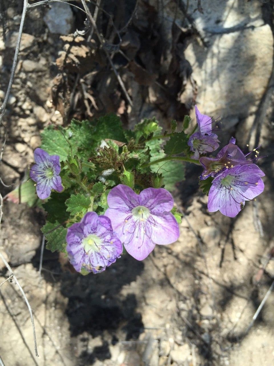 Großblütige Phacelia 11