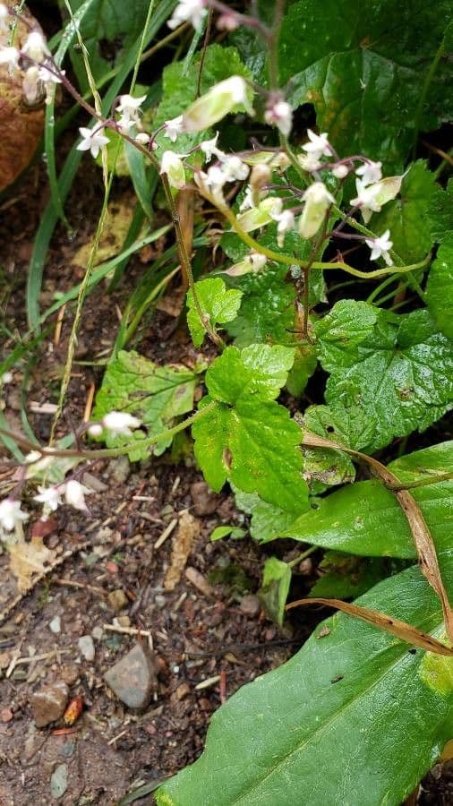 Tiarella trifoliata 14