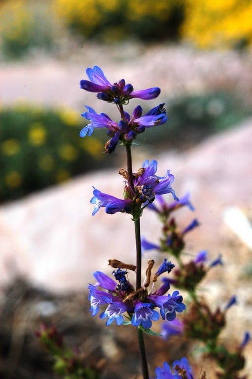 Penstemon 3