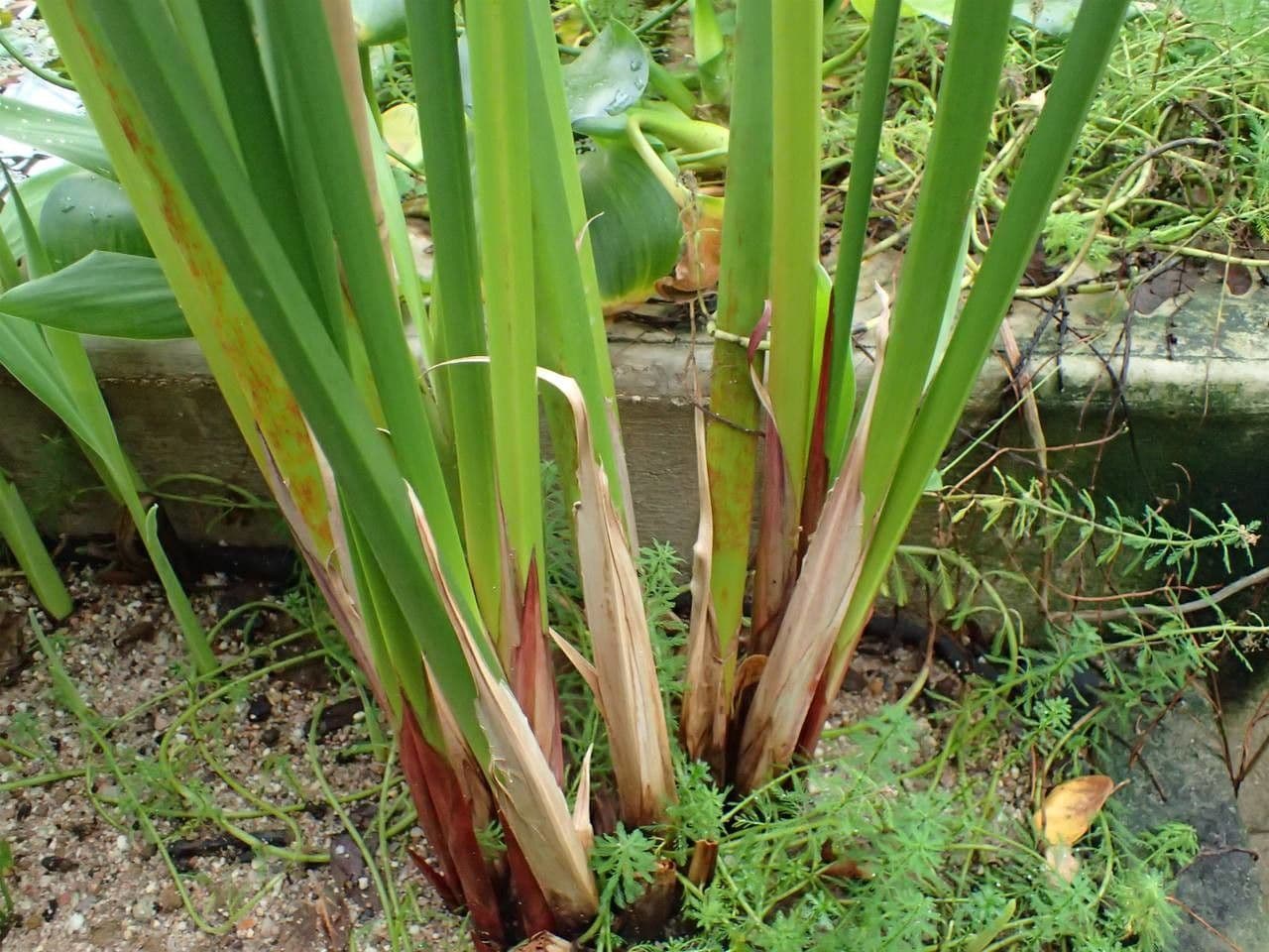 Papyrusstaude 12