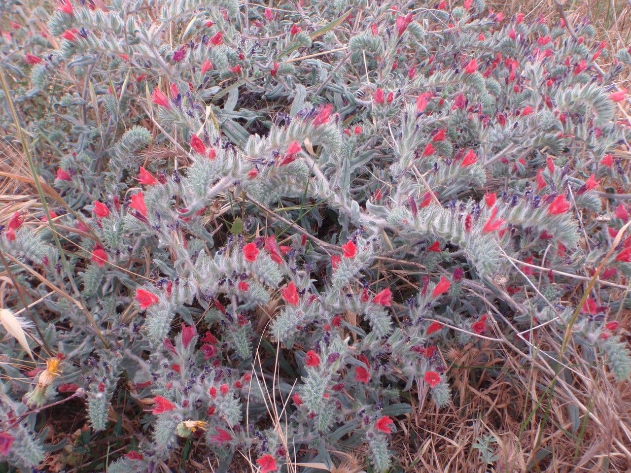 Echium angustifolium 7