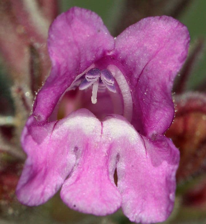 Penstemon 3