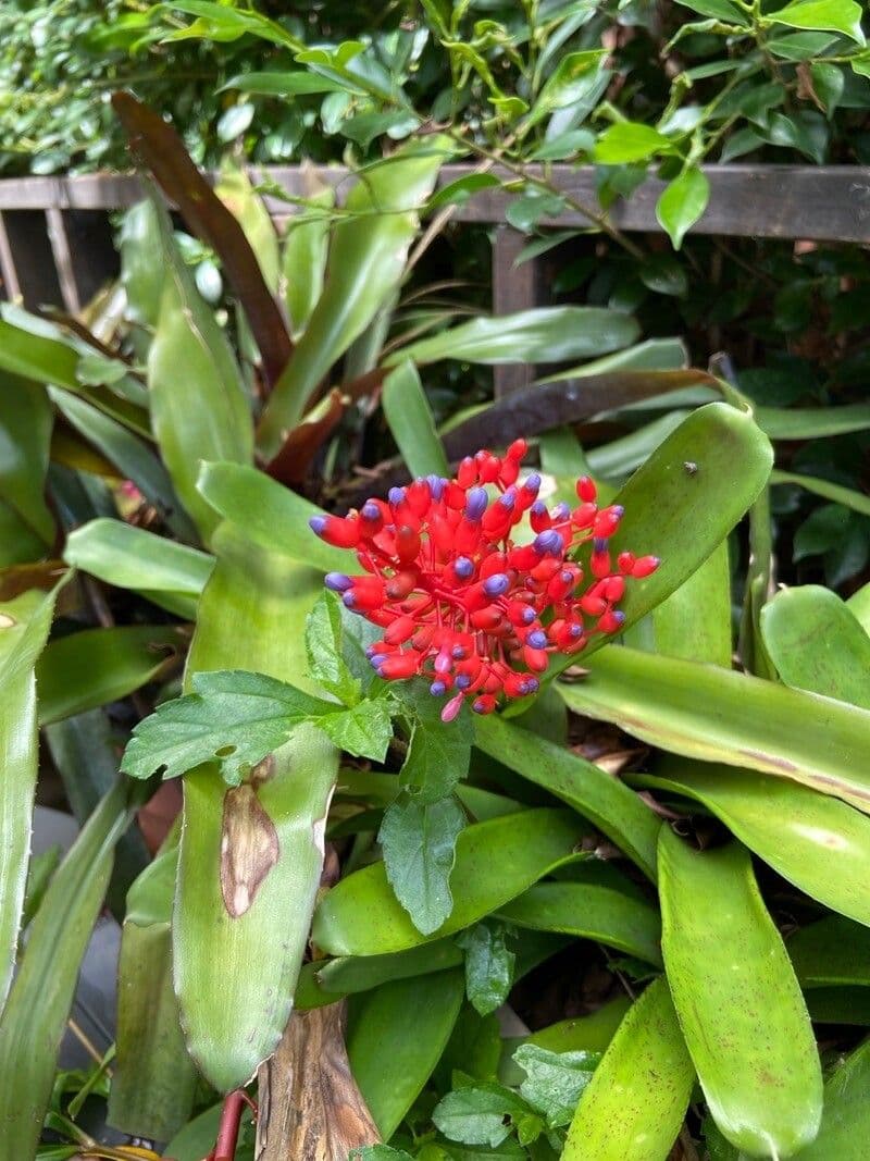 Melinons Aechmea