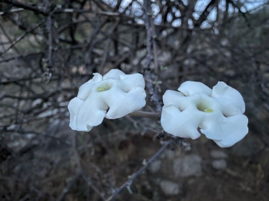 Sesamothamnus 6
