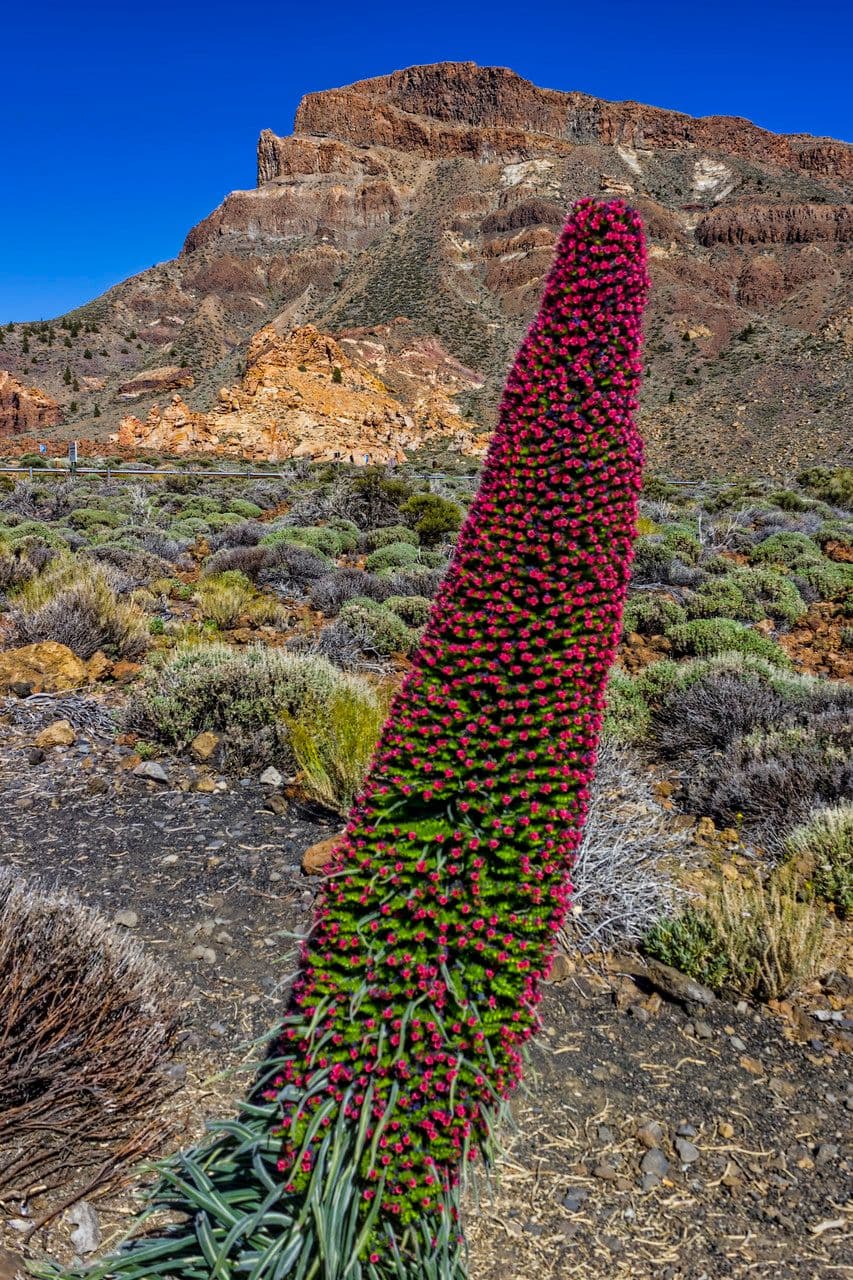 Echium di Wildpret 6