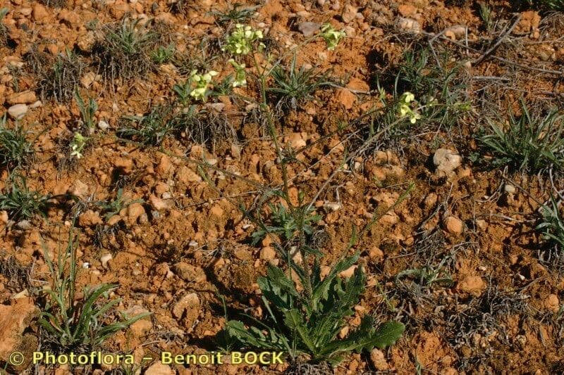 Sisymbrium 4