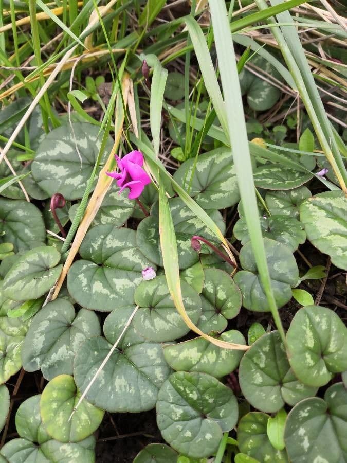 Ciclamino primaverile 18