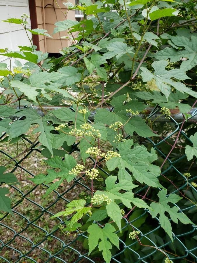Vitis aestivalis 29