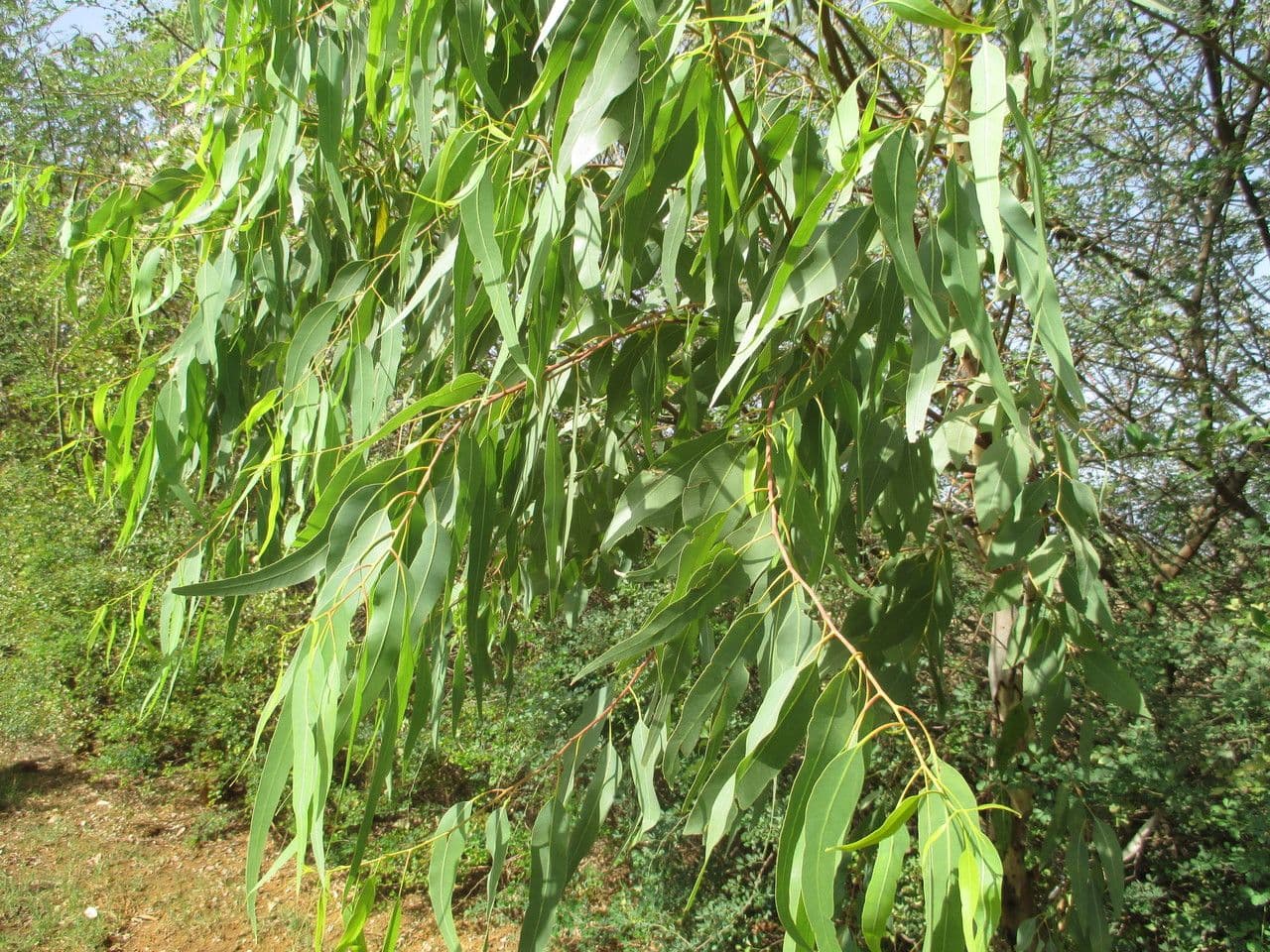 Weißer Eukalyptus 4