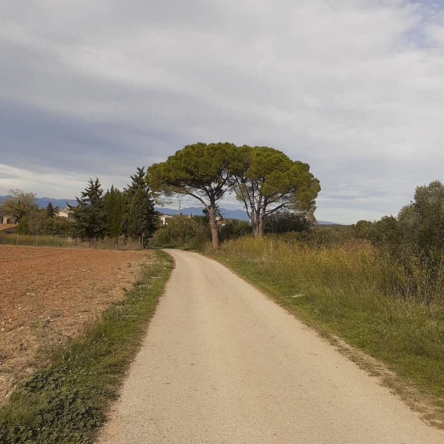 Pino domestico 9