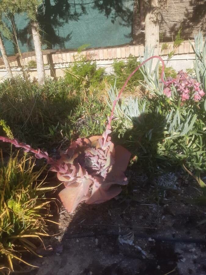 Echeveria 25