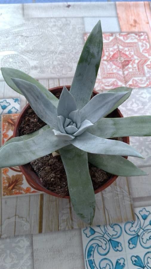 Dudleya Brittonova 6