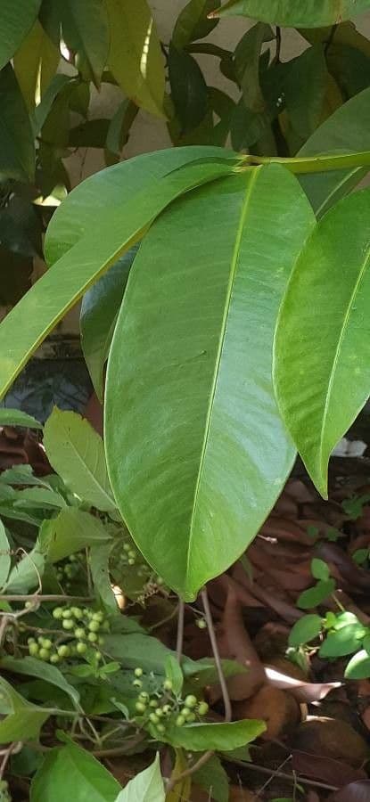 Garcinia 12