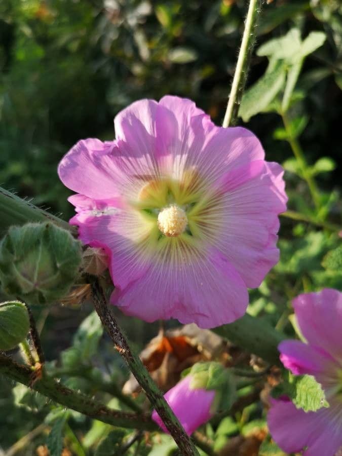 Malva 4