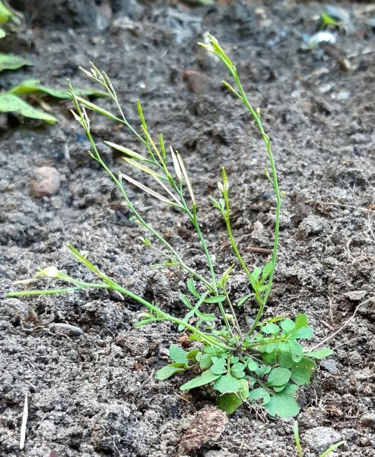 Cardamine flexueuse 11