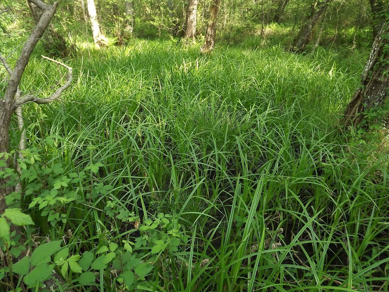 Wald-Simse 14