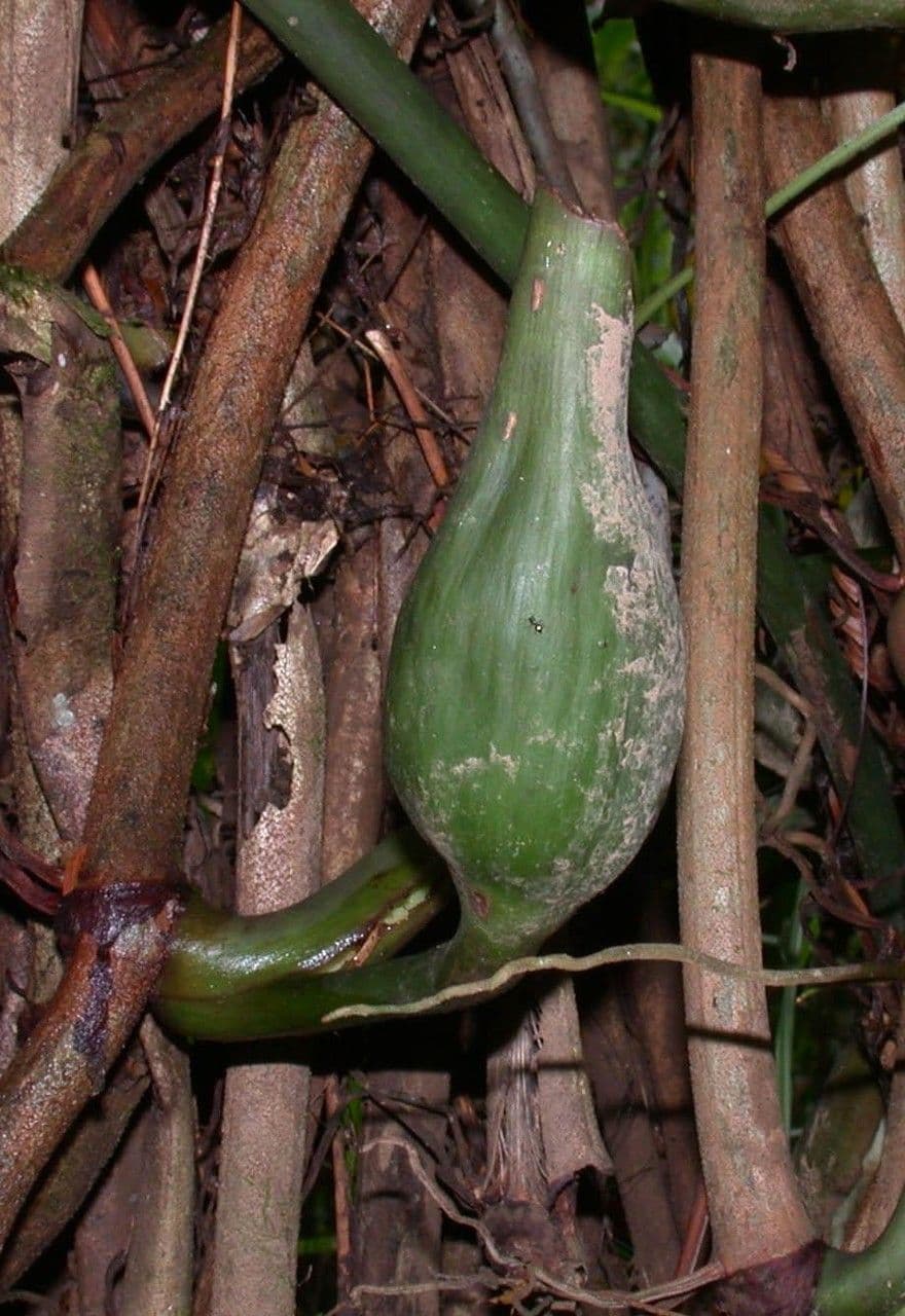Filodendro 5