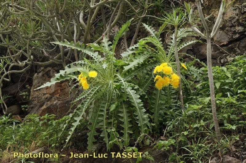 Sonchus 6
