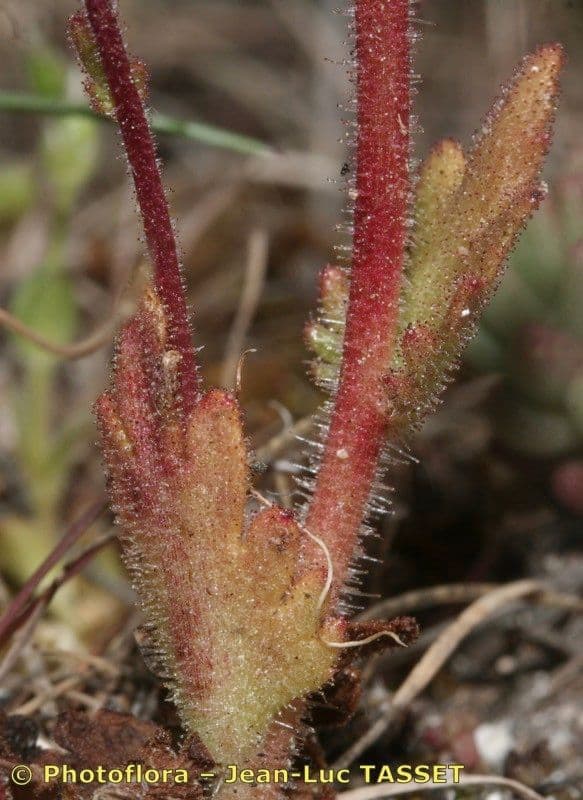 Steinbrech 9