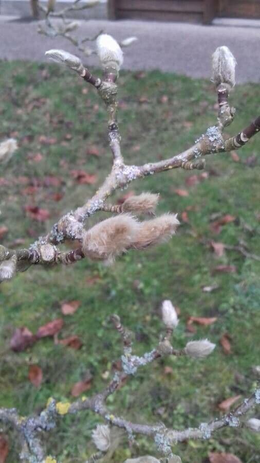 Magnolia stellata 28