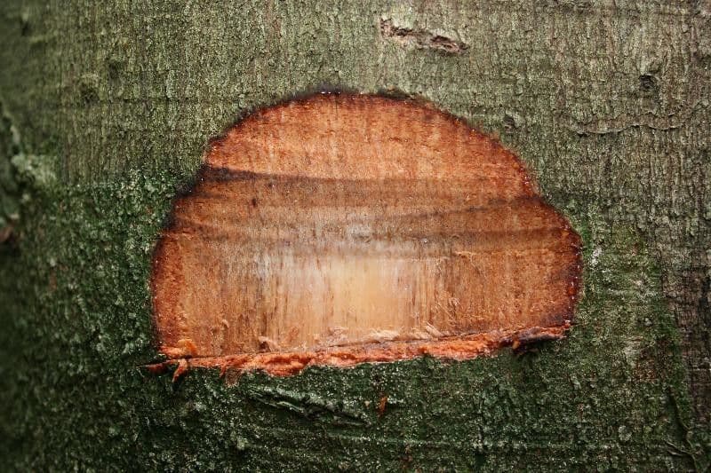 Spruce Cashew 12