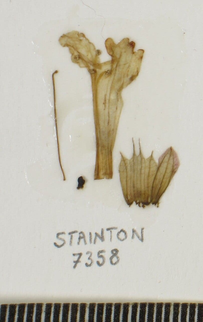 Orthosiphon 9