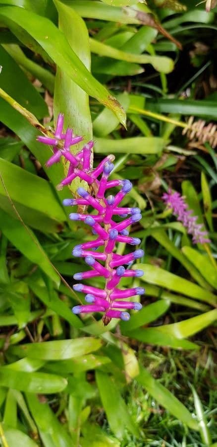 Aechmea 6