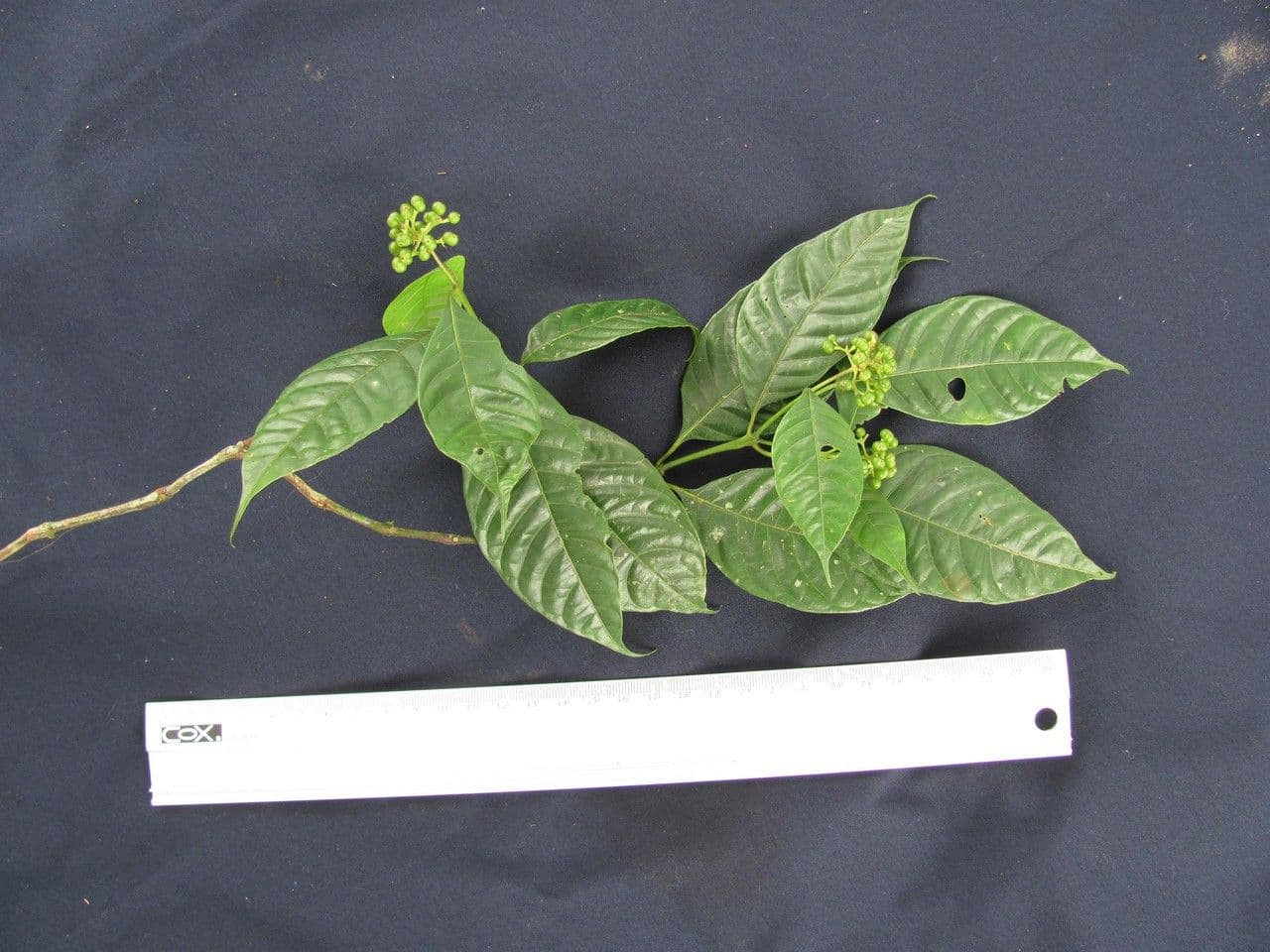 Psychotria 24