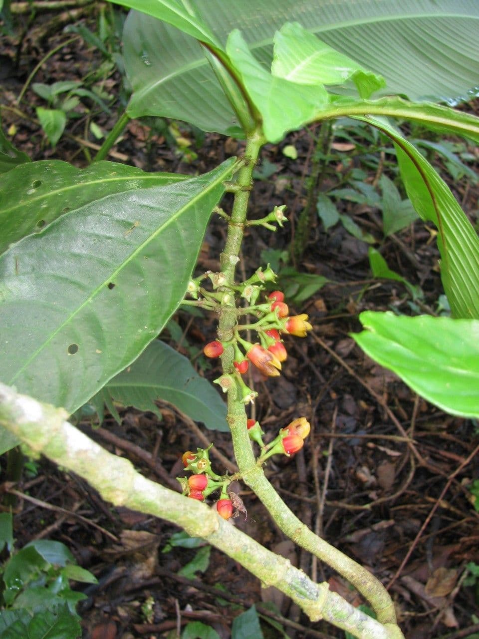 Hoffmannia 6