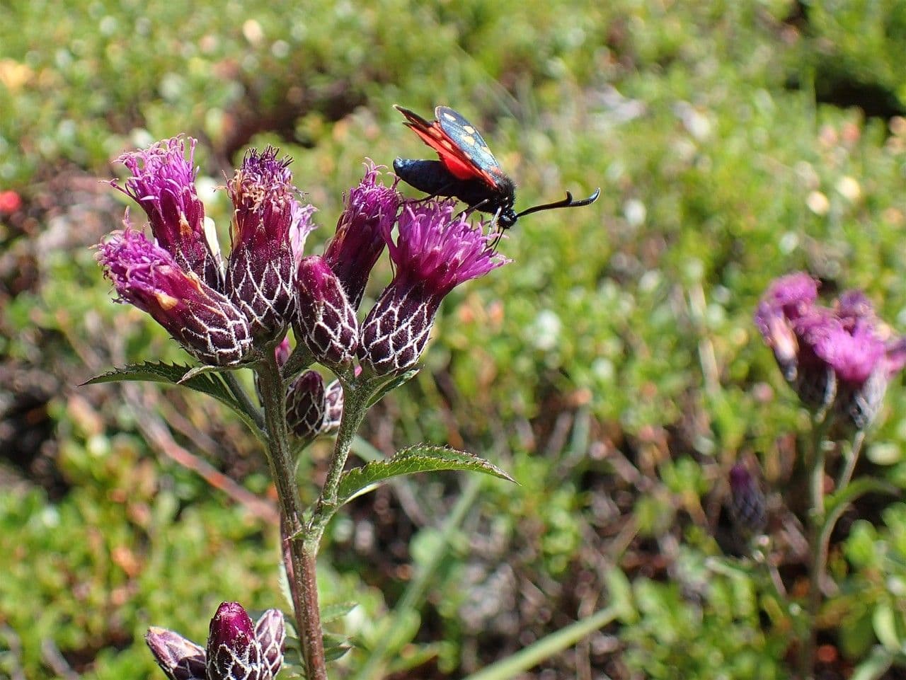 Serratula comune 11