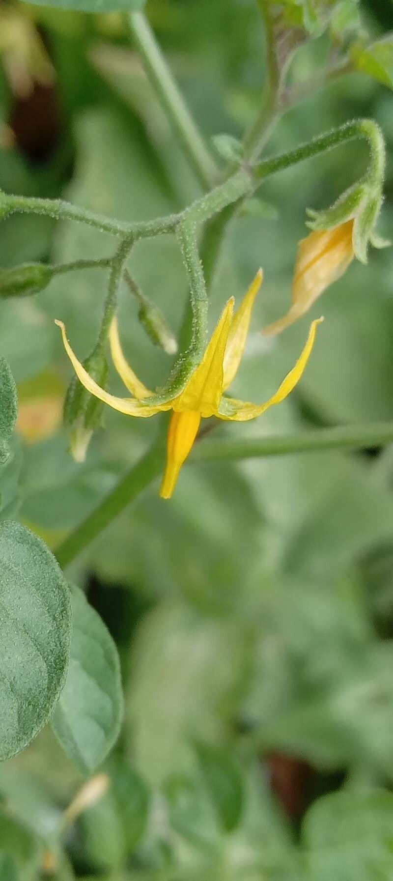 Pomodoro ribes 8