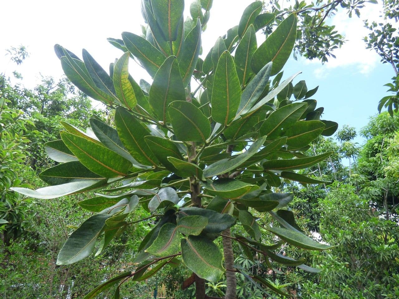 Polyscias 14