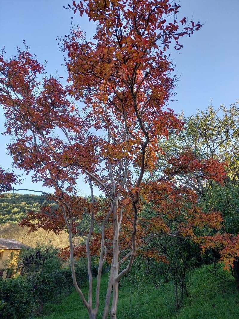 Formosa-Amberbaum 8