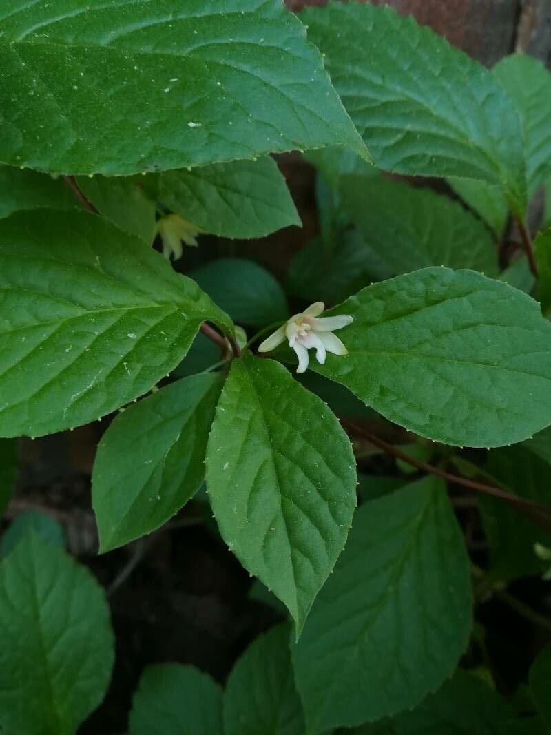 Schisandra chinensis 7