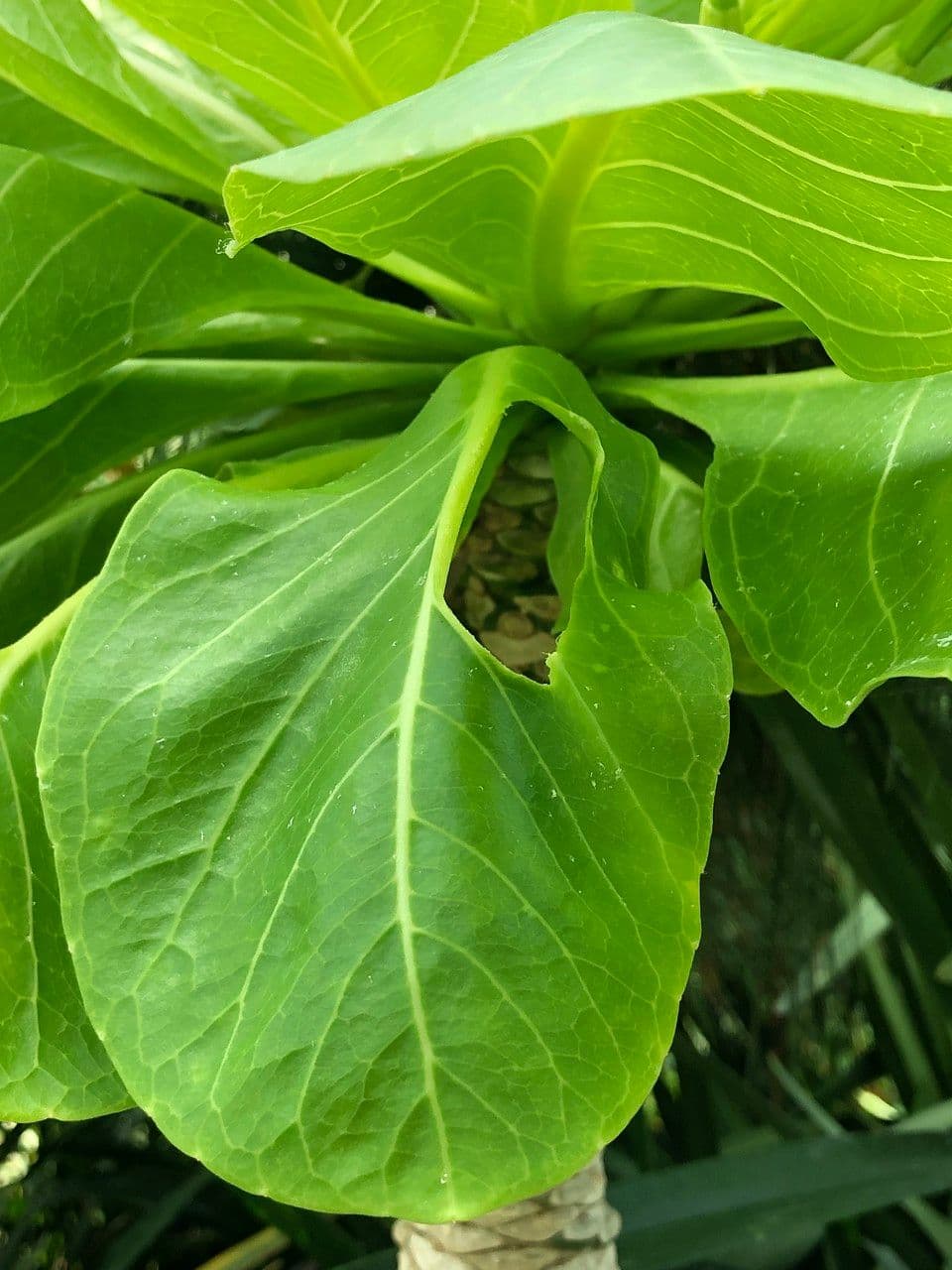 ʻŌlulu 14