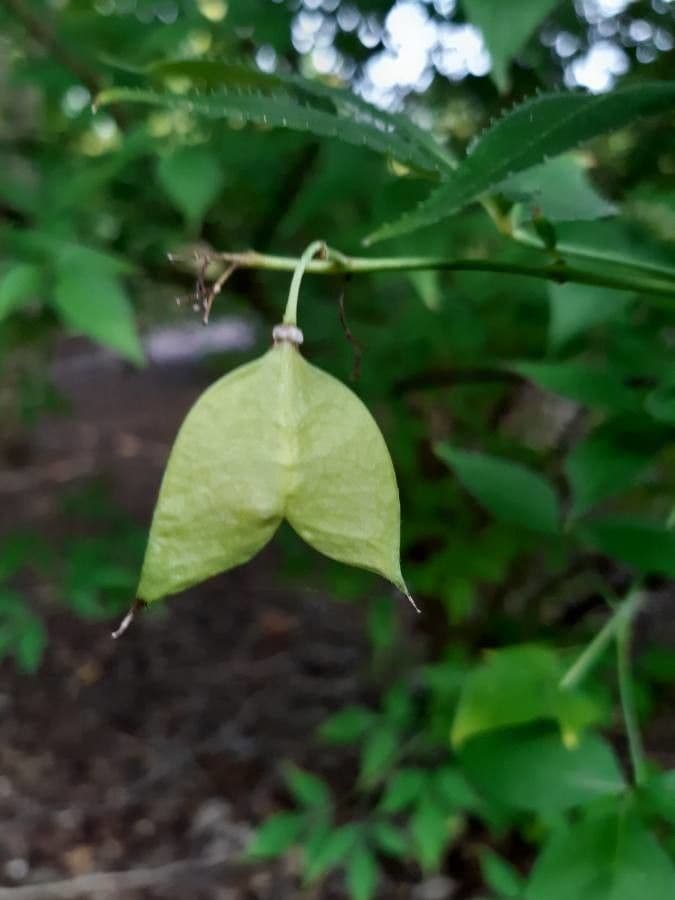 Staphylea bumalda