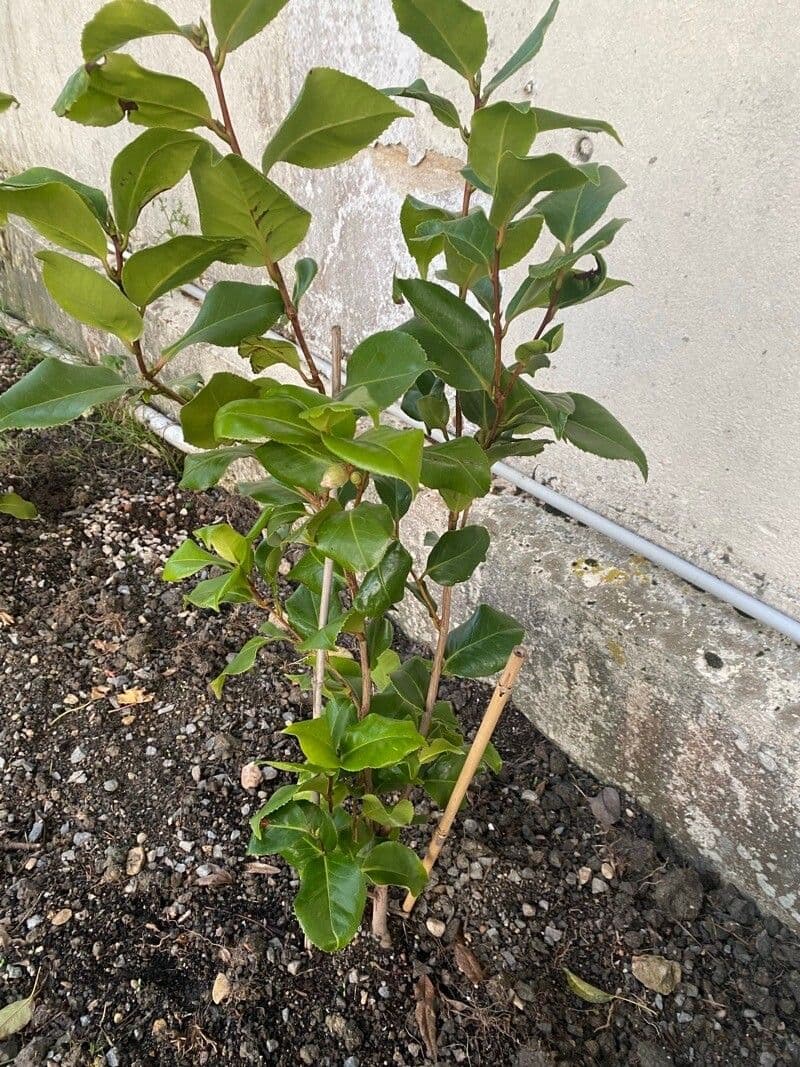 Camelia sasanqua 14