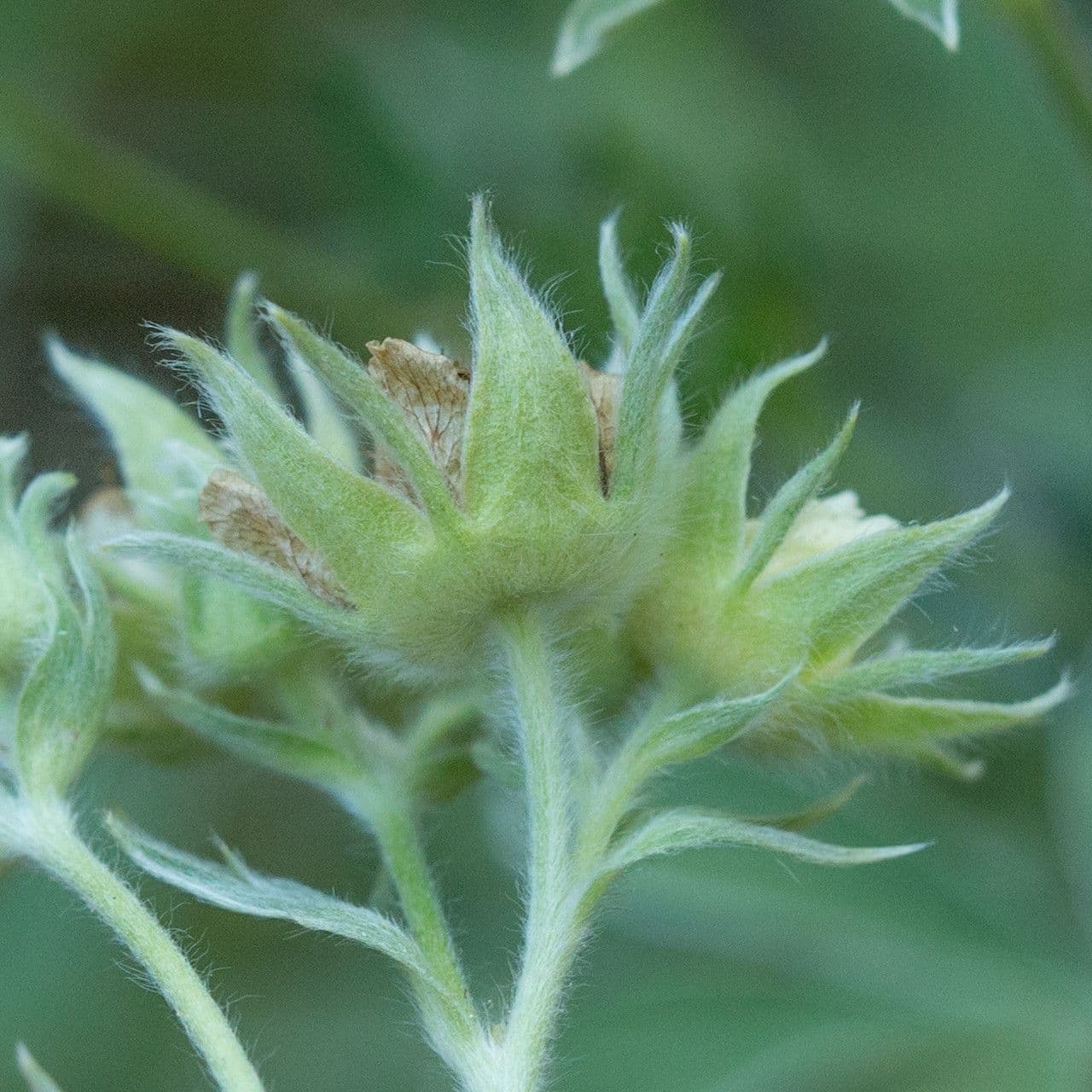 Potentilla valderiana 3