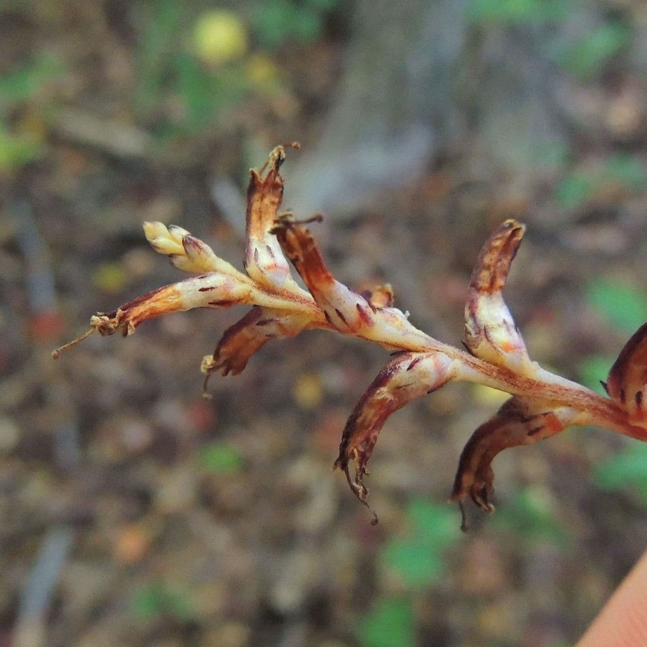 Epifagus virginiana 4
