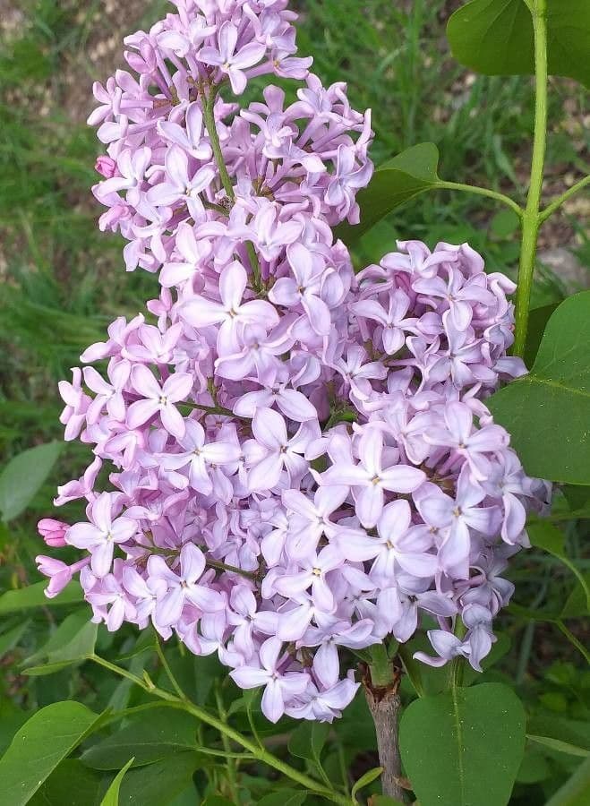 Common lilac 6