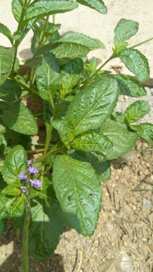 Stachytarpheta indická 6