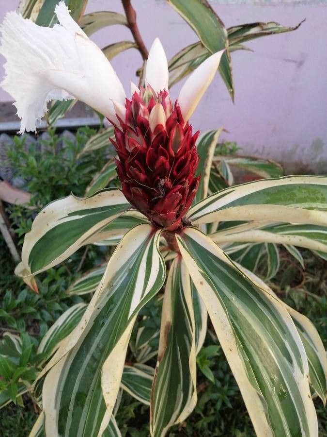 Costus arabo 6
