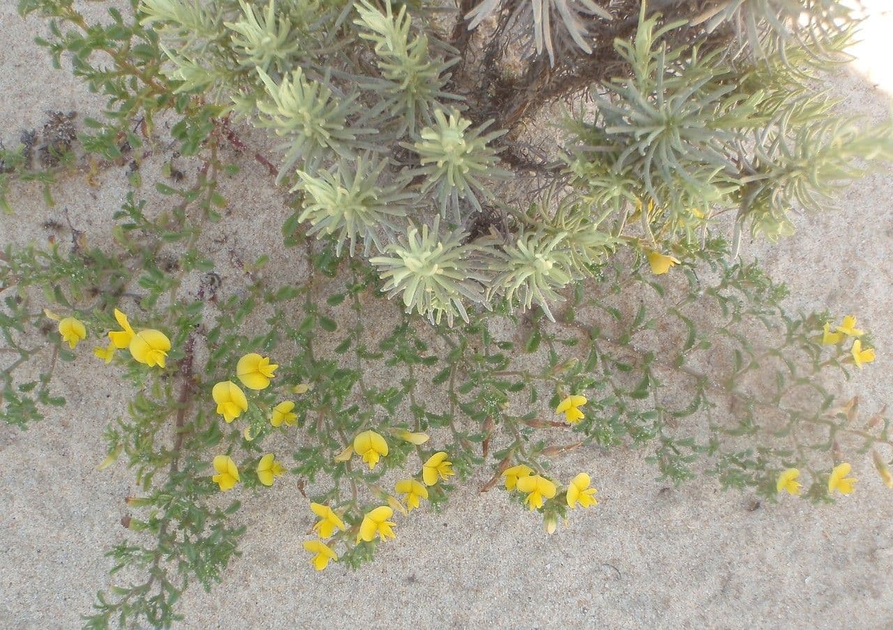 Onide variegata 11