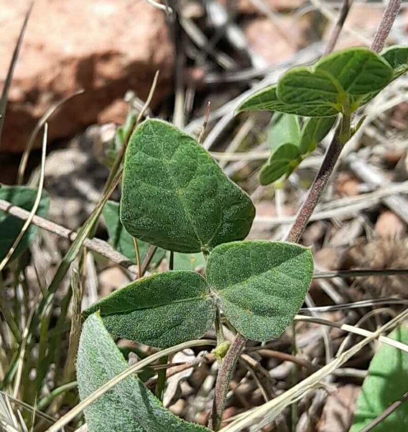 Rhynchosia 6
