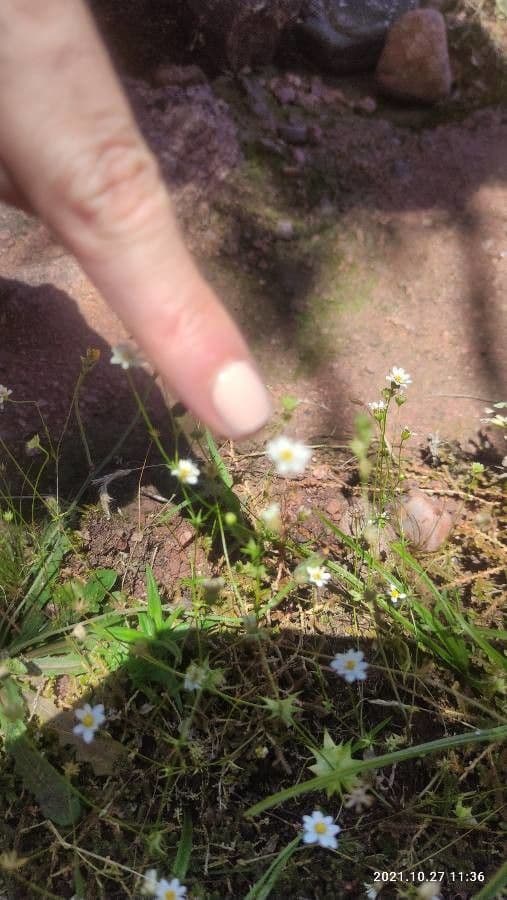 Sterndaisy