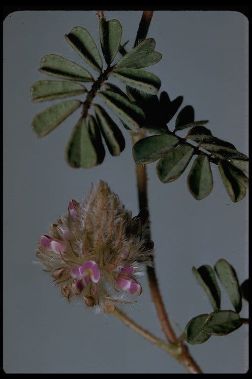 Dalea mollis 6