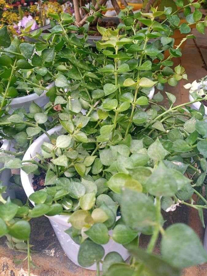 Dischidia ruszczykowata 7