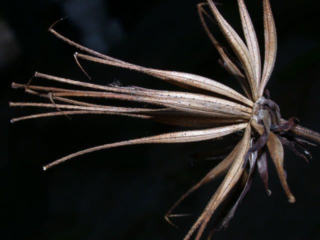 Cosmos 3