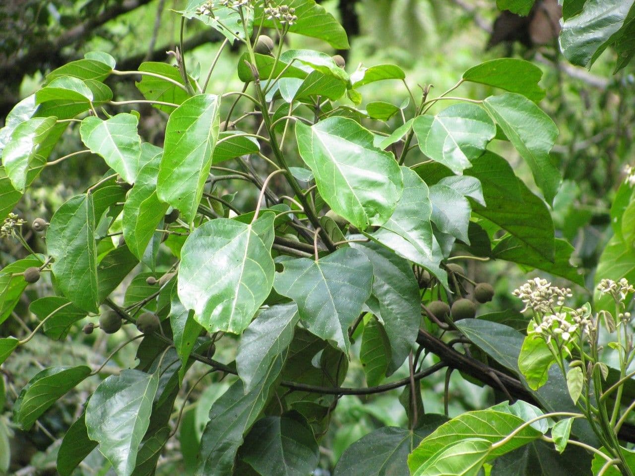 Hernandia 6