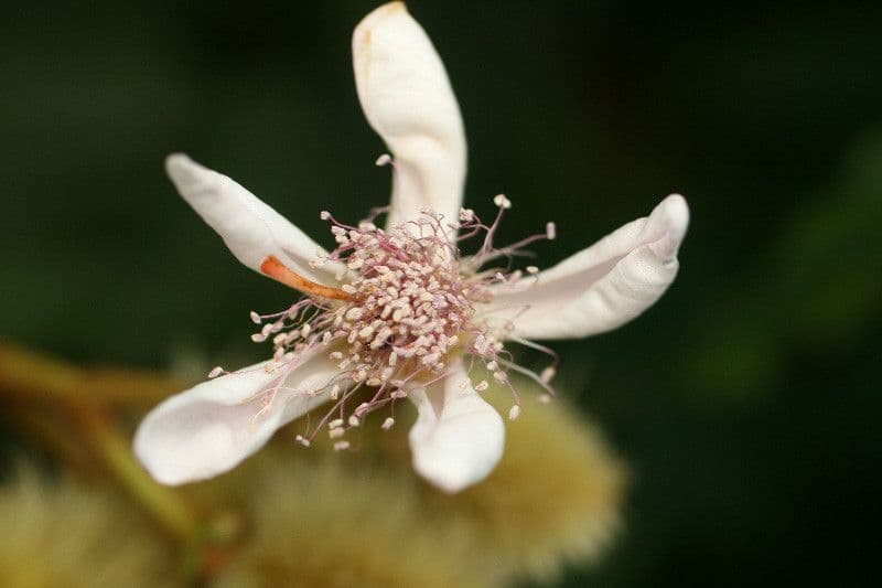 Achiote 6